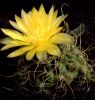 G._andreae_forma_s_dlouhymi_pokroucenymi_trny.jpg
