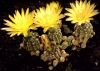 G._andreae_v._fechseri_P378_(dopianum).jpg