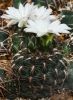 G._andreae_v._matzneterii.jpg
