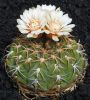 G._bayrianum.jpg