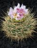 G._brachyanthum_GN_77-1177.jpg
