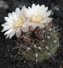 G._brachypetalum_JPR_29-72.jpg