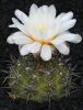 G._brachypetalum_JPR_71-158.jpg