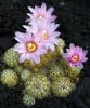 G._bruchii_v._albispinum.jpg