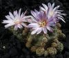 G._bruchii_v._brigittae_P_214.jpg