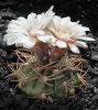 G._catamarcense_v._schmiedianum_P_218.jpg