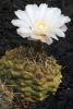 G._gibbosum_v._rostratum.jpg