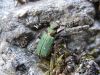 Cicindela_campestris1.JPG