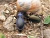 Filename=M.scheidleri_scheidleri_Ch.intricatus_intr..JPG
Filesize=198KB
Dimensions=1024x768
Date added=Jun 13, 2006 M.scheidleri_scheidleri_Ch.intricatus_intr..JPG