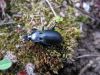 Tomocarabus_convexus.JPG