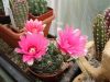 gymnocalcyum.jpg