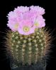 Acanthocal-violaceum-01.jpg