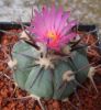 Echinocactus_horizonthalonius_20.6.2008.JPG