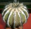 Uebelmannia_pectinifera_II.JPG