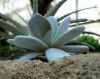 Filename=Echeveria_laui.jpg
Filesize=101KB
Dimensions=600x477
Date added=Jun 27, 2007 Echeveria_laui.jpg