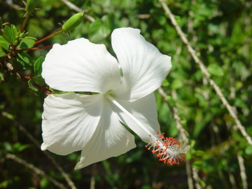 Hibiscus   Hibiscus 