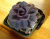 Filename=Echeveria_cv.Perla_von_Nurnberg_01~0.jpg
Filesize=311KB
Dimensions=2048x1613
Date added=Feb 02, 2009 Echeveria_cv.Perla_von_Nurnberg_01~0.jpg