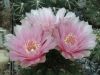 Filename=Gymnocalycium_megalothelos_01.jpg
Filesize=300KB
Dimensions=2048x1536
Date added=Jan 29, 2009 Gymnocalycium_megalothelos_01.jpg