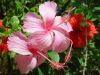 Hibiscus-rosa-sinensis-pink.jpg