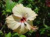 Hibiscus-rosa-sinensis-wy.jpg