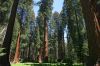 Sequoiadendron-giganteum-grove.jpg