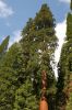 Sequoiadendron-giganteum.jpg