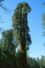 Sequoiadendron_giganteum.jpg