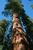 Sequoiadendron_giganteum_SNP.jpg