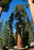 SequoiadendrumGiganteum.jpg