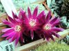 Filename=Sulcorebutia_crispata_01.jpg
Filesize=448KB
Dimensions=2048x1536
Date added=Jan 28, 2009 Sulcorebutia_crispata_01.jpg