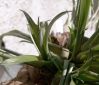 Filename=T._flabellata_04.jpg
Filesize=241KB
Dimensions=1776x1518
Date added=Jan 17, 2009 T._flabellata_04.jpg