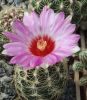 Filename=Thelocactus_bicolor(SB278)_01_.jpg
Filesize=472KB
Dimensions=1799x2048
Date added=Jan 30, 2009 Thelocactus_bicolor(SB278)_01_.jpg