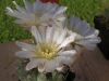 gymnocalycium_nigrialeoatum.jpg