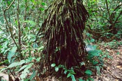 Amazon palmskirt Amazon palmskirt