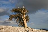 Pinus longaeva
