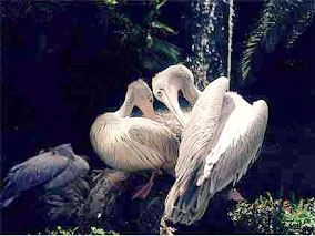 Palmitos Parque